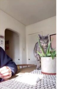 Gatto che morde la sua mamma adottiva (VIDEO)