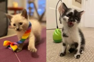 Due gattini speciali conquistano il cuore della loro famiglia adottiva (VIDEO)