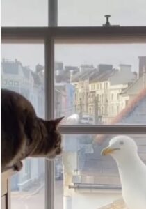 Gatto e gabbiano diventano amici (VIDEO)