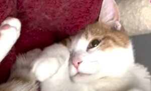 Una gatta abbandonata e arrabbiata con i proprietari cerca di rifarsi una vita (VIDEO)