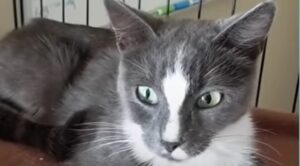 Una gatta abbandonata partorisce all’interno di un garage; la proprietaria la scopre (VIDEO)
