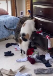 Gatti mettono in ordine la stanza, o quasi (VIDEO)