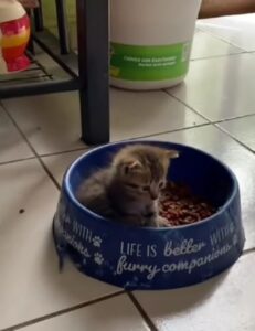 Gattino riflette seduto dentro una ciotola (VIDEO)