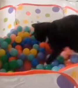 gatto ha paura delle palline colorate
