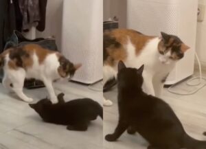 Lyusya e Chivas, due gatti che non riescono proprio a non litigare (VIDEO)