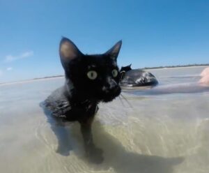 Nathan e Winnie, i due gatti neri che adorano andare al mare (VIDEO)