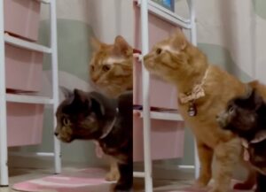 I gatti Peach e Pumpkin si preoccupano quando la mamma umana va in bagno (VIDEO)