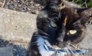 La gattina Clover si è allontanata da casa; per fortuna ora sta bene (VIDEO)