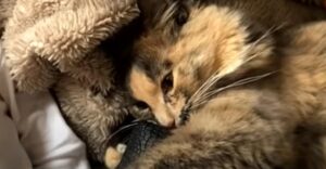 La gattina Maise adora condividere ogni singolo momento con la sua sorellina umana (VIDEO)