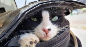 La gattina Mogli ha incontrato il suo umano con cui viaggia per il mondo (VIDEO)
