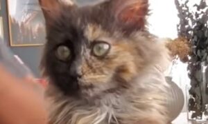 La gattina piccola Bambi vive nella casa del suo soccorritore e fa la conoscenza di tanti suoi simili (VIDEO)