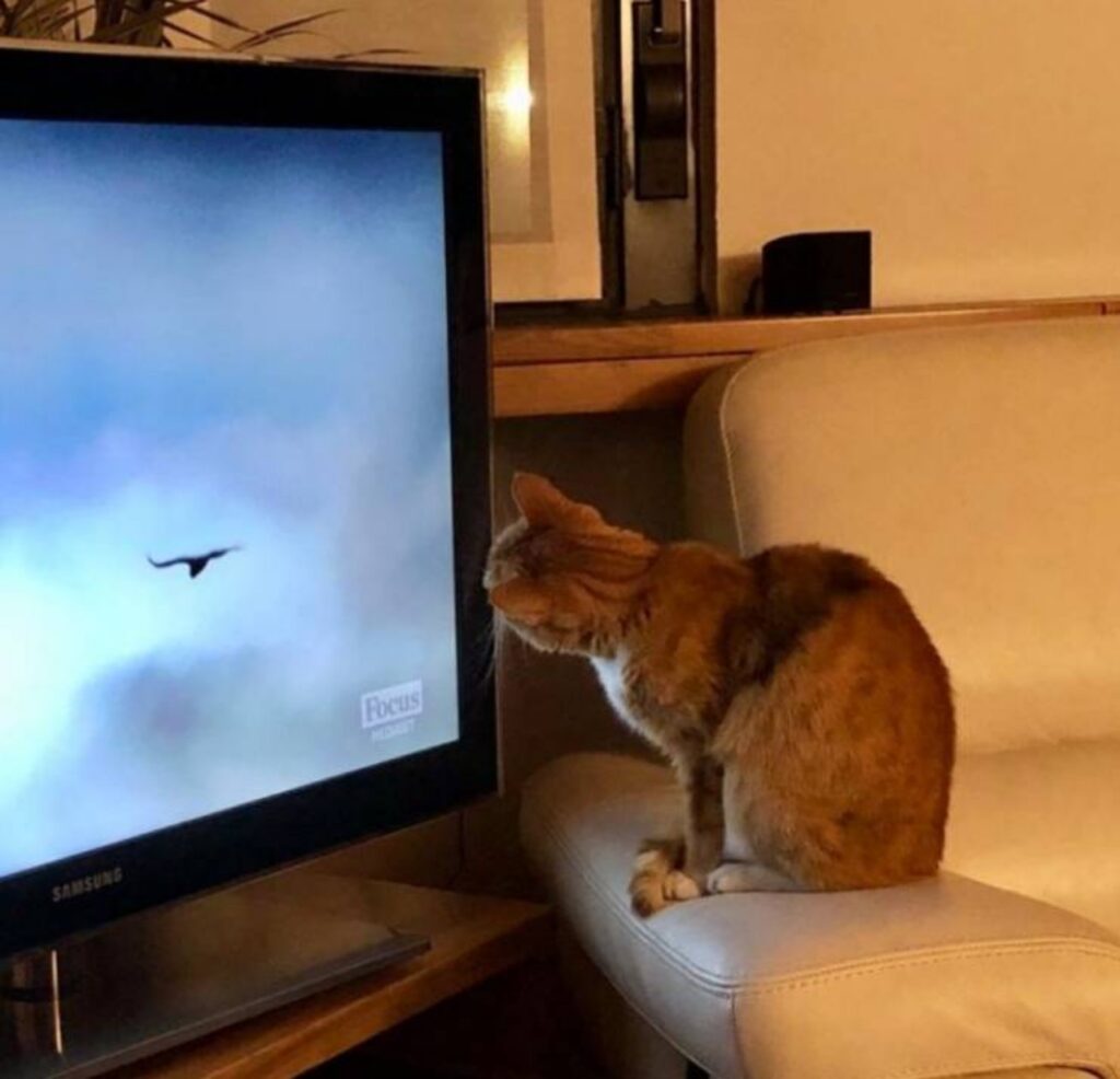 gattina guarda la televisione