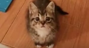 La gattina soriano Patty ha scelto saggiamente la casa in cui vivere (VIDEO)