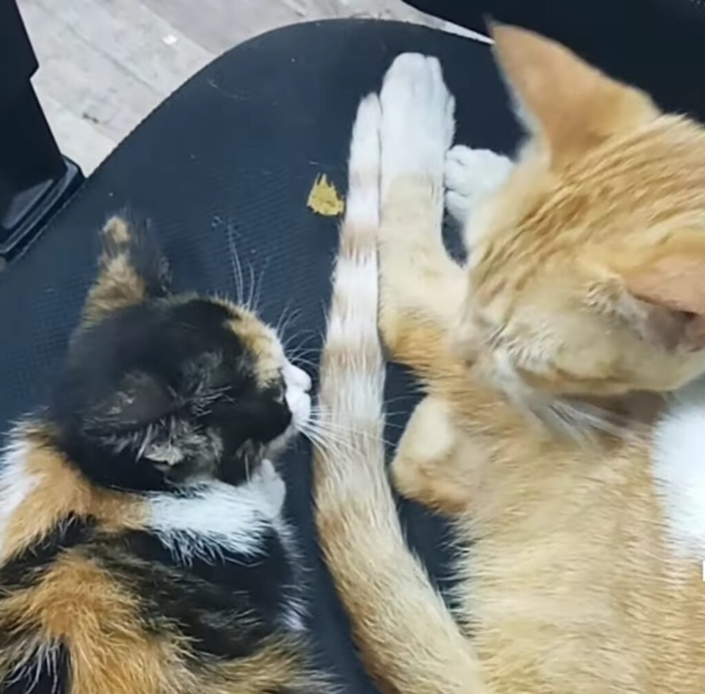 gattini si incontrano per la prima volta