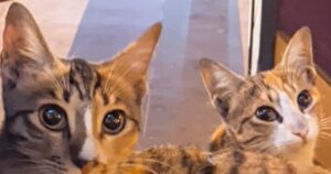 Gattini fratelli randagi sono diventati degli splendidi gatti domestici, grazie ad un grande amore (VIDEO)