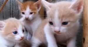 I gattini piccoli attendono il ritorno della loro splendida mamma (VIDEO)