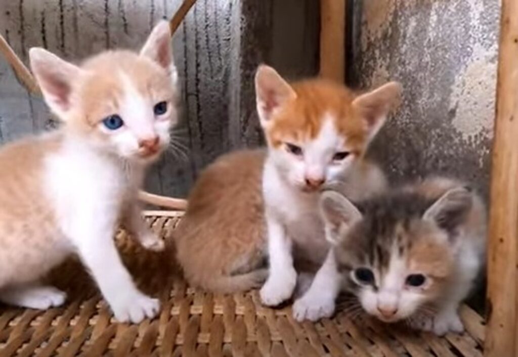 I gattini piccoli attendono il ritorno della loro splendida mamma (VIDEO) |  Il mio gatto è leggenda