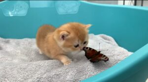 gattino incontra una farfalla