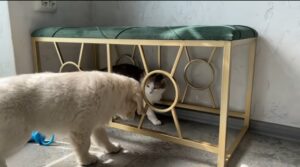 Gattino incontra un cagnolino per la prima volta (VIDEO)