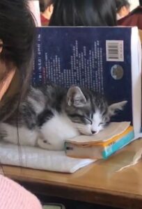 Gattino dorme in classe: conosciamolo (VIDEO)