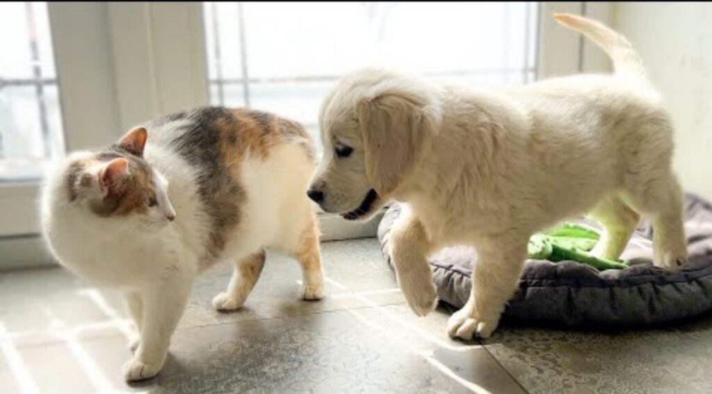 gattino incontra un cagnolino per la prima volta