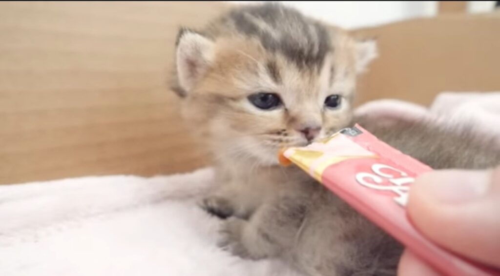 gattino mangia un dolcetto per la prima volta