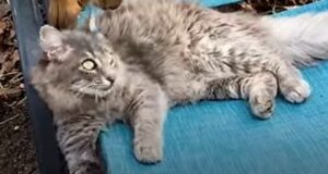 Il gattino GG adora trascorrere il tempo all’aperto e con i suoi amici (VIDEO)