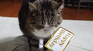Il gattone Maru festeggia il suo quindicesimo compleanno (VIDEO)