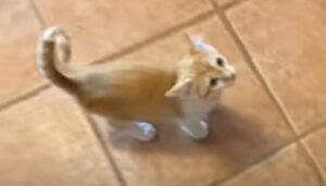 Il dolce gattino Rusty fa la conoscenza degli altri animali di casa (VIDEO)