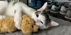 Un gattino abbandonato dalla mamma trova la felicità con la mamma adottiva (VIDEO)