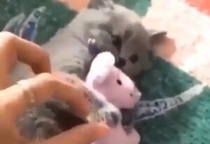 Il gattino è molto affezionato al suo peluche e detesta che qualcuno lo tocchi (VIDEO)