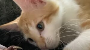 Un gattino cucciolo curioso ha scoperto l’esistenza di un nuovo oggetto (VIDEO)