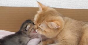 Un gattino cucciolo fa i capricci e non vuole le attenzioni della mamma (VIDEO)