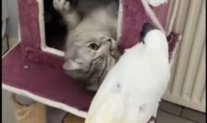 Un gattino domestico molto paziente accetta di giocare con il compagno pappagallo (VIDEO)