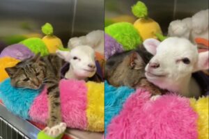 gattino dorme con la pecorella