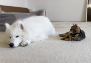 Gattino e cane stanchissimi, amici accumunati dallo stesso destino (VIDEO)