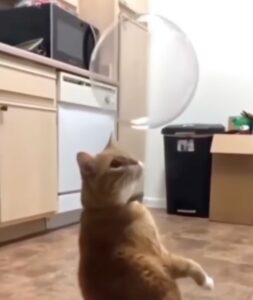 gattino gioca con le bolle di sapone