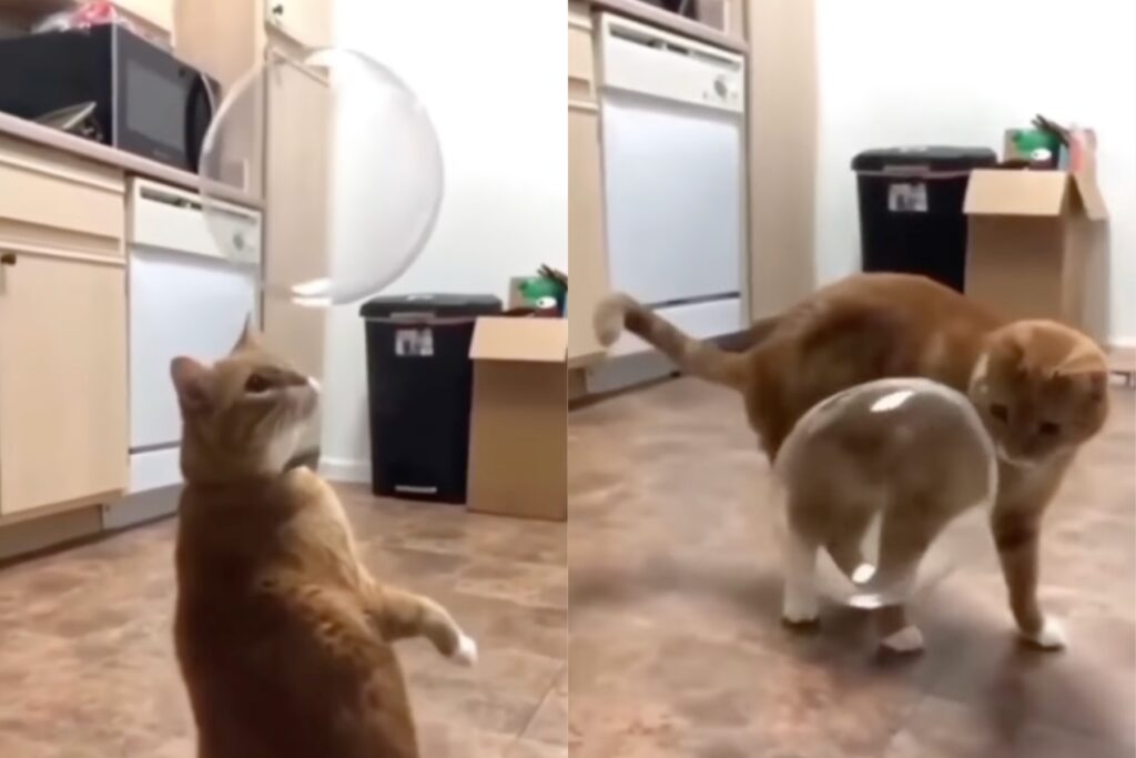 gattino gioca per la prima volta con le bolle di sapone