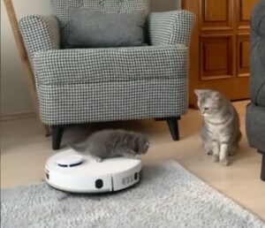 Gattino gioca col robot aspirapolvere mentre la sua mamma lo guarda perplessa (VIDEO)