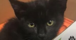 Gattino nero entra in una stazione di polizia e lì conosce la sua mamma umana (VIDEO)