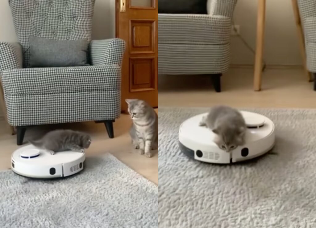 gattino gioca con il robot aspirapolvere