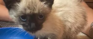Il gattino siamese Pork Chop ha trovato l’amore che gli ha cambiato la vita (VIDEO)