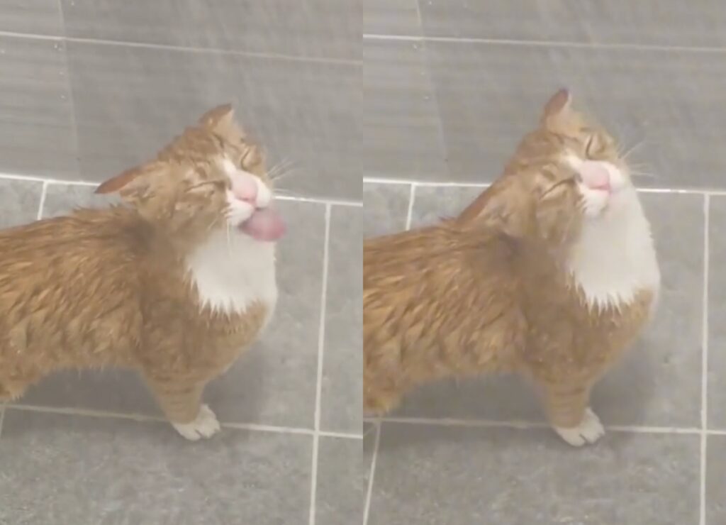 gattino si gode un momento sotto la doccia
