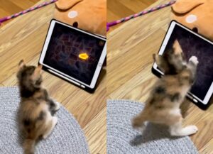 gattino appassionato di videogiochi