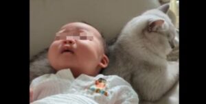 gatto baby sitter