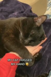 gatto abbraccia una mano