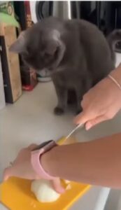 Gatta vuole essere coinvolta in cucina (VIDEO)