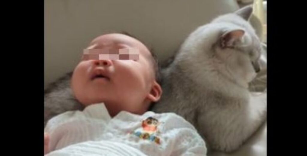 gatto e bambino