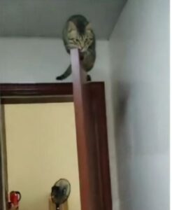 Gatto si addormenta sopra la porta (VIDEO)