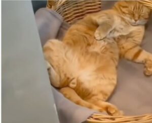 Gatto dorme ovunque si trovi (VIDEO)